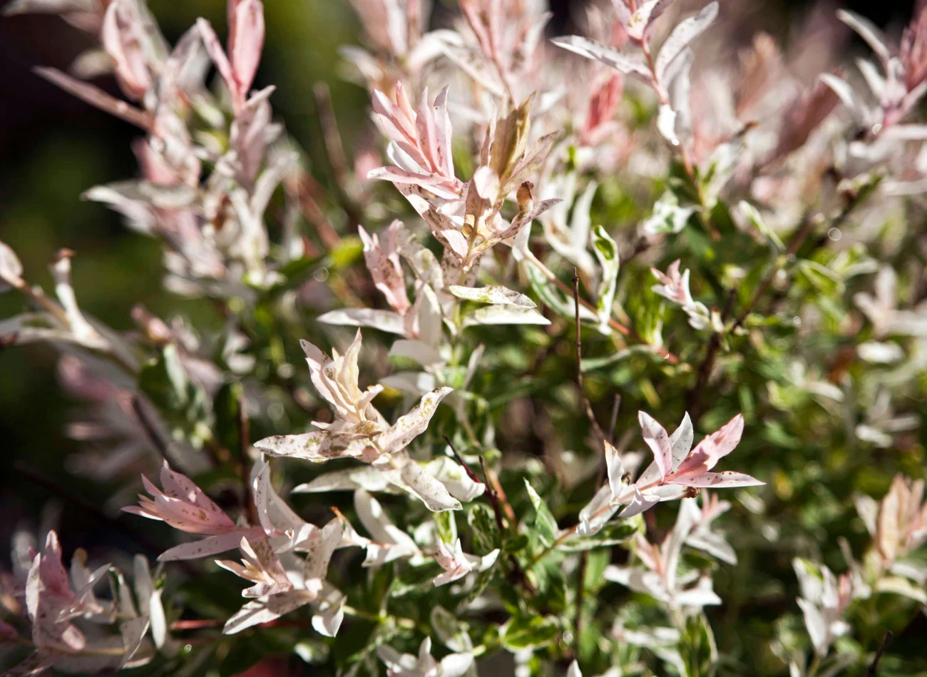 Wierzba japońska nie ma dużych wymagań i jest łatwa w uprawie