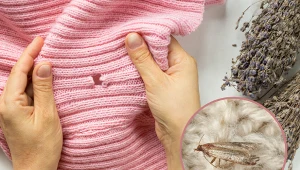 Mole ubraniowe można zwalczyć domowymi lub chemicznymi środkami.