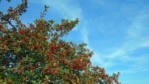 Brekinia to drzewo, które należy do rodziny różowatych. Występuje w Europie, Azji Mniejszej i na Kaukazie