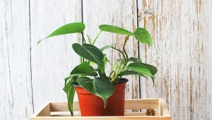 W naturze dorasta nawet do 10 metrów długości, natomiast w uprawie domowej do 3 metrów