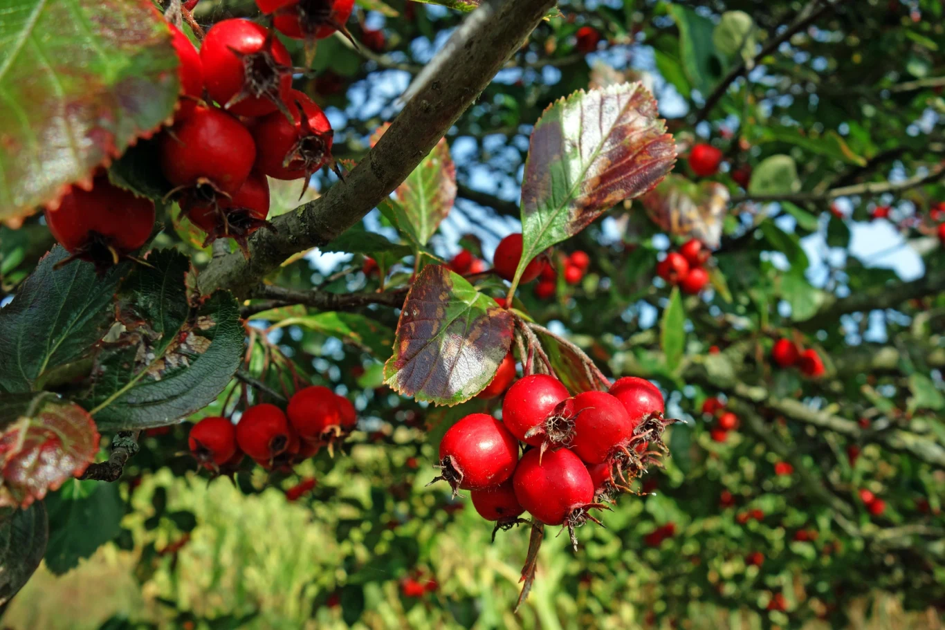 Drzewo nie ma specjalnych wymagań pielęgnacyjnych, ale trudno je pozyskać