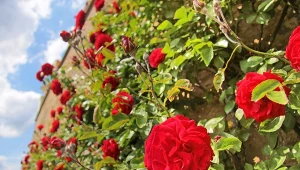 Róże pnące są pnączami tylko z nazwy, ponieważ większość z nich nie ma narzędzi czepnych