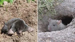 Tak wyrzucisz szkodnika z ogrodu. Niezawodny sposób.
