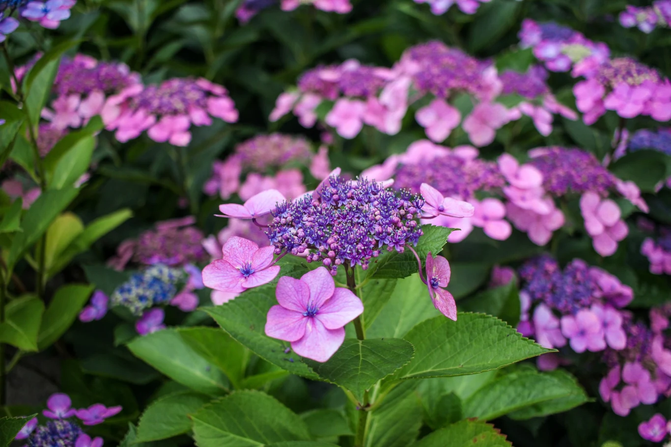 Hortensja piłkowana lubi wilgotne podłoże