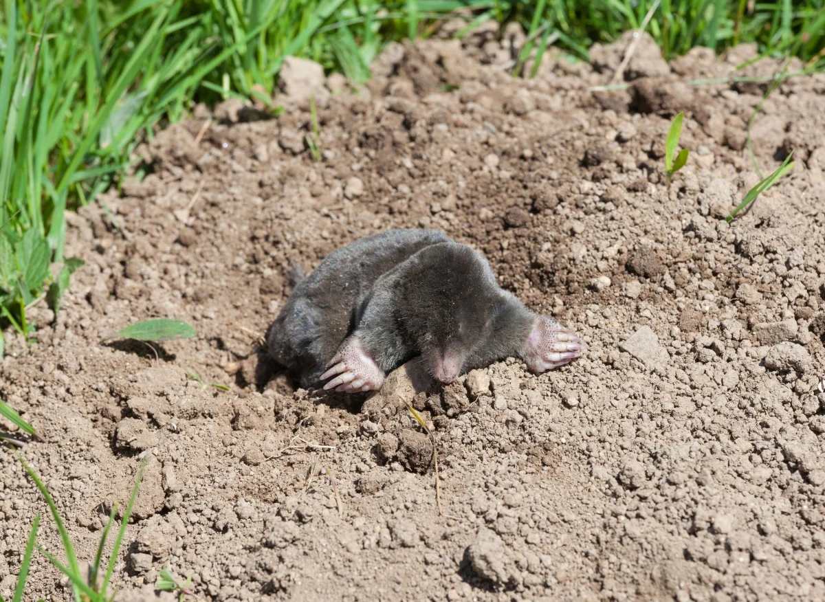 Krety odżywiają się dżdżownicami, larwami owadów i drobnymi kręgowcami