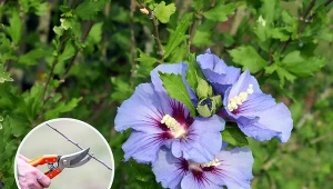 Niewłaściwe przycinanie hibiskusów należy do głównych przyczyn słabego kwitnienia lub jego braku.