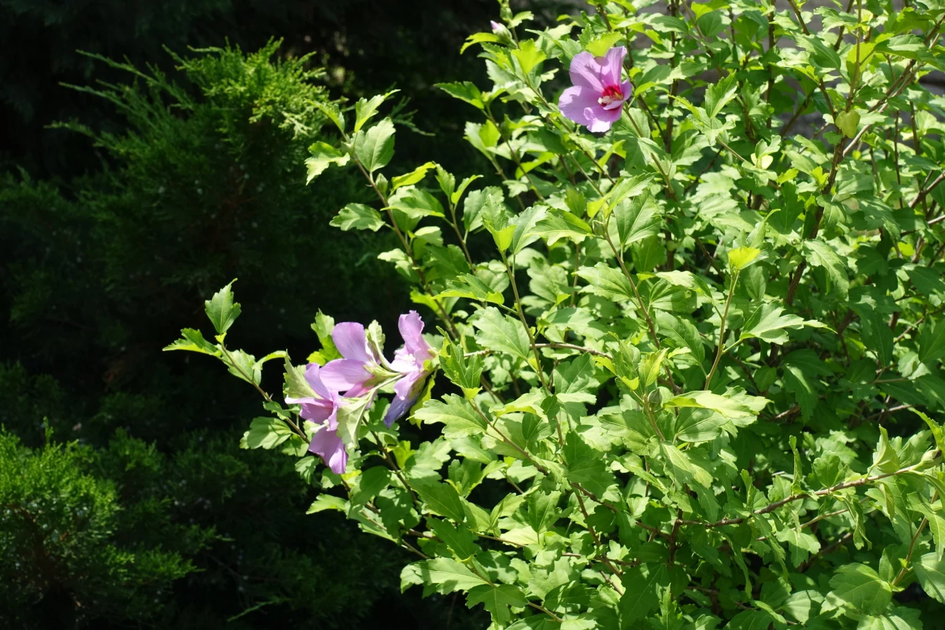 Na świecie występuje ok