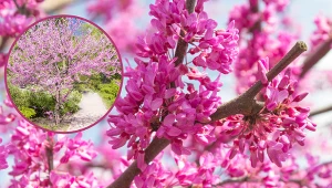 Wiosną mieni się tysiącami różowych kwiatuszków. Najpiękniejszy klejnot w ogrodzie