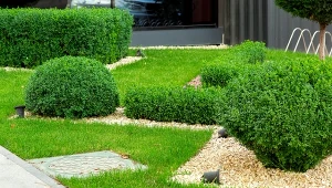 Bukszpan doskonale sprawdzi się w roli gęstego i zielonego żywopłotu