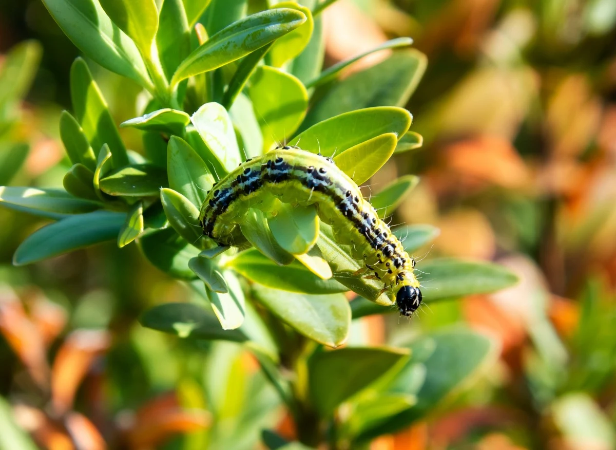 Larwy cmy bukszpanowej żerują na liściach roślin, wygryzając w nich dziury, a z czasem obgryzając całkowicie miąższ