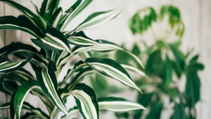 W domach  dracena dorasta zwykle na wysokość od 1 do 2 metrów