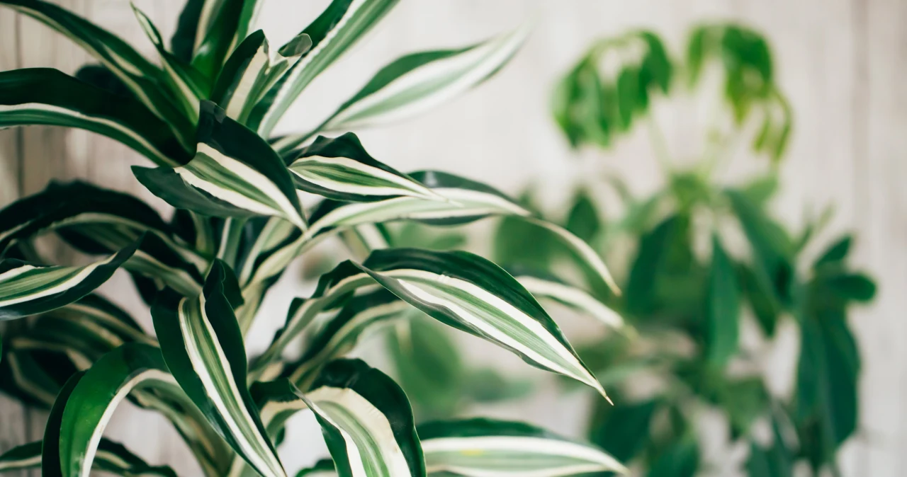 Dracena deremeska. Rozmnaanie, pielgnacja, szkodniki i choroby -  Deccoria.pl