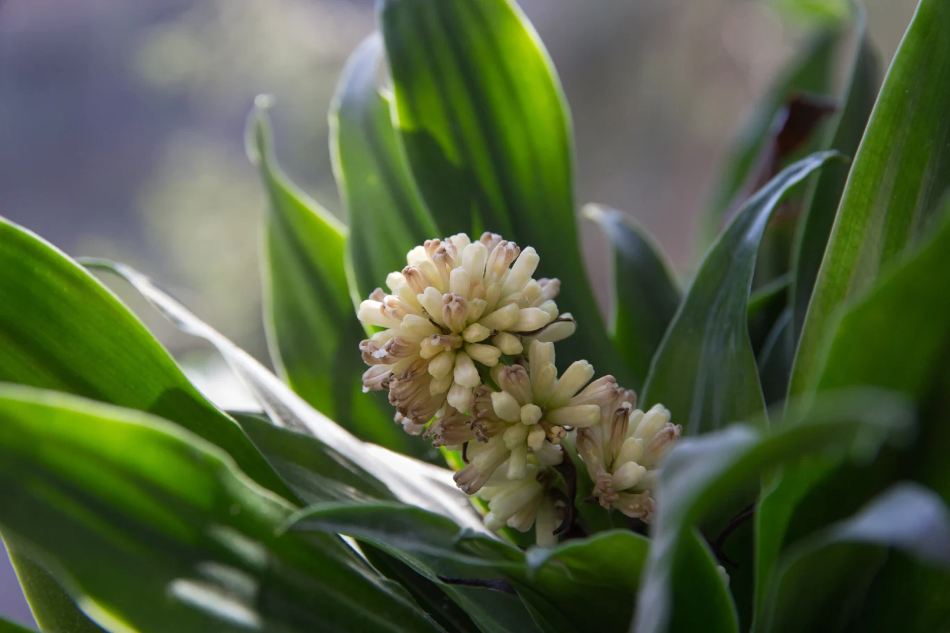 Draceny rozmnaza się przeważnie przez sadzonki wierzchołkowe