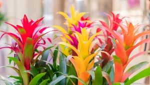 Rodzaj bromelia obejmuje wiele atrakcyjnych gatunków roślin doniczkowych