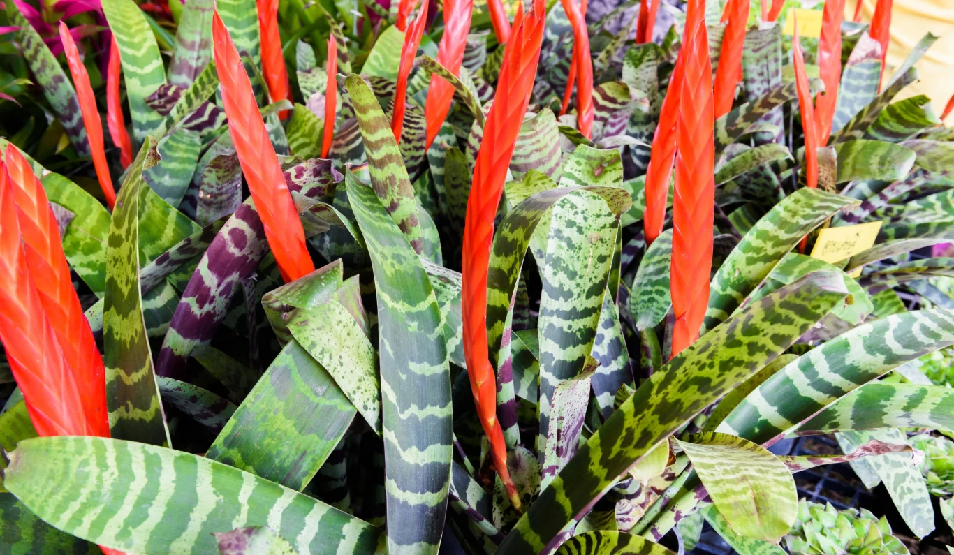 Marnienie bromelii to najczęściej efekt zaniedbań w pielęgnacji