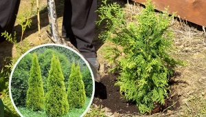 Podpowiadamy kiedy i jak sadzić tuje w ogrodzie i na tarasie.