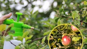 Na wiosnę wykonuje się dwa rodzaje oprysków.