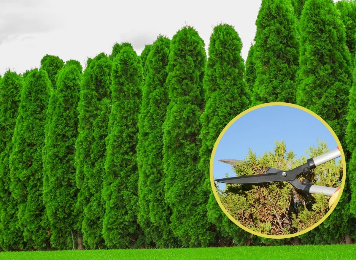 Tępy sekator może zniszczyć wygląd roślinny oraz doprowadzić do jej zakażenia grzybem