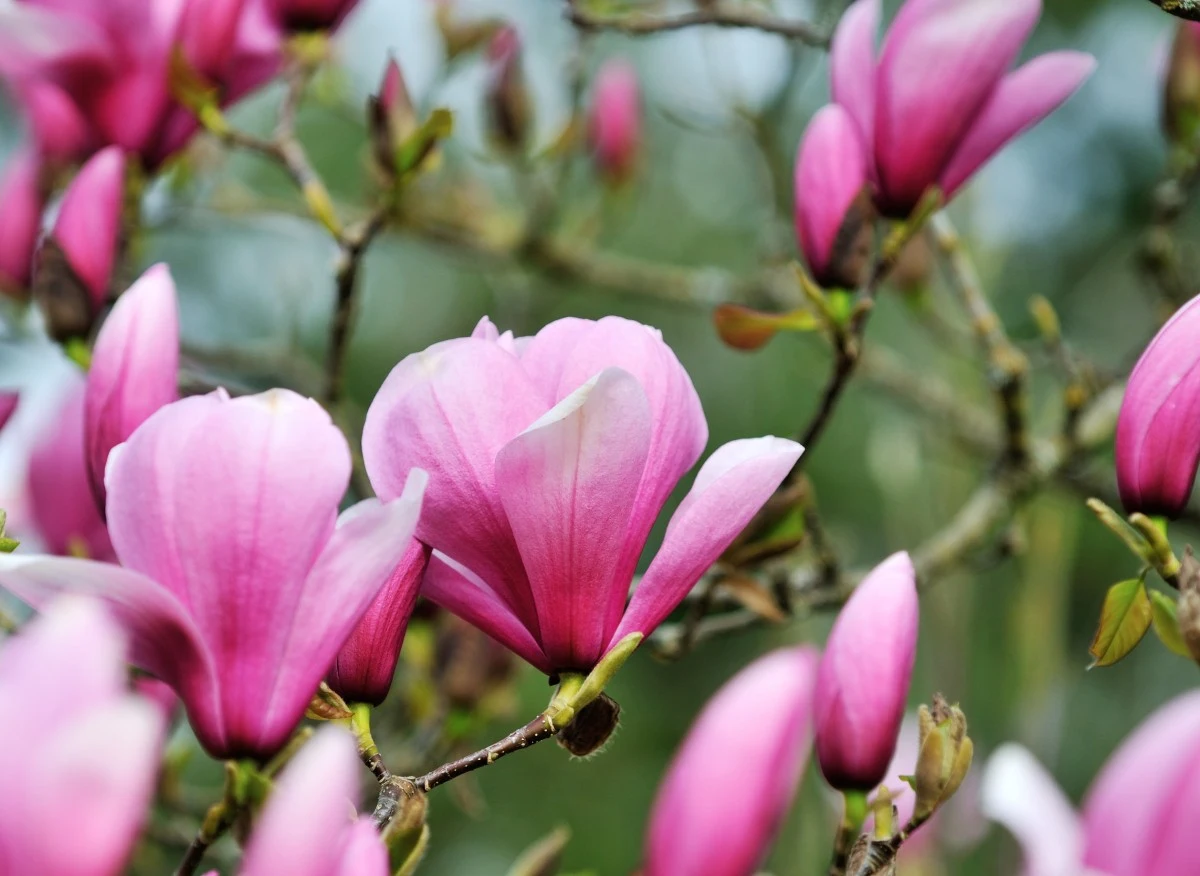 Magnolia zaczyna kwitnąć już w marcu
