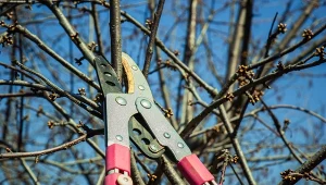 Marzec to czas na przycinanie wielu gatunków drzew i krzewów.