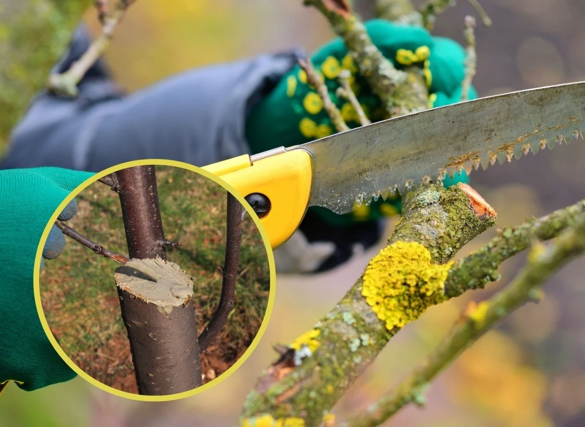 Maść ogrodnicza zabezpiecza rany drzewa