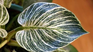 Filodendron Birkin posiada nietypowe - pasiaste wybarwienie liści.