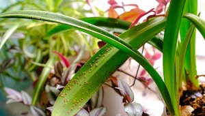 Tarczniki to małe owady, które najczęściej można zaobserwować na roślinach doniczkowych, np. fuksjach, palmach, jukach czy dracenach