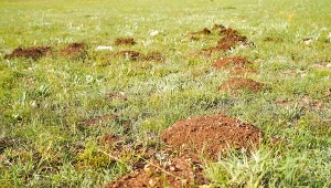 Jak rozpoznać, które zwierzę zadomowiło się w ogrodzie: kret czy nornica?