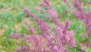 Tamaryszek doceniany jest głównie ze względu na swoje kwiatostany.