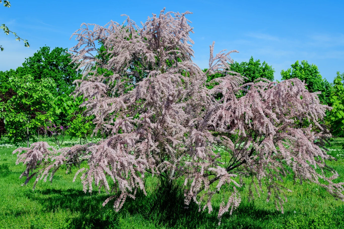 Tamaryszek nie jest odporny na mrozy