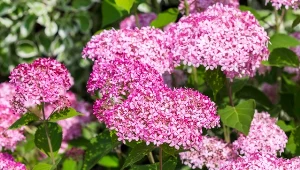 Hortensja drzewiasta jest znaczniej bardziej wytrzymała niż odmiany bukietowe.