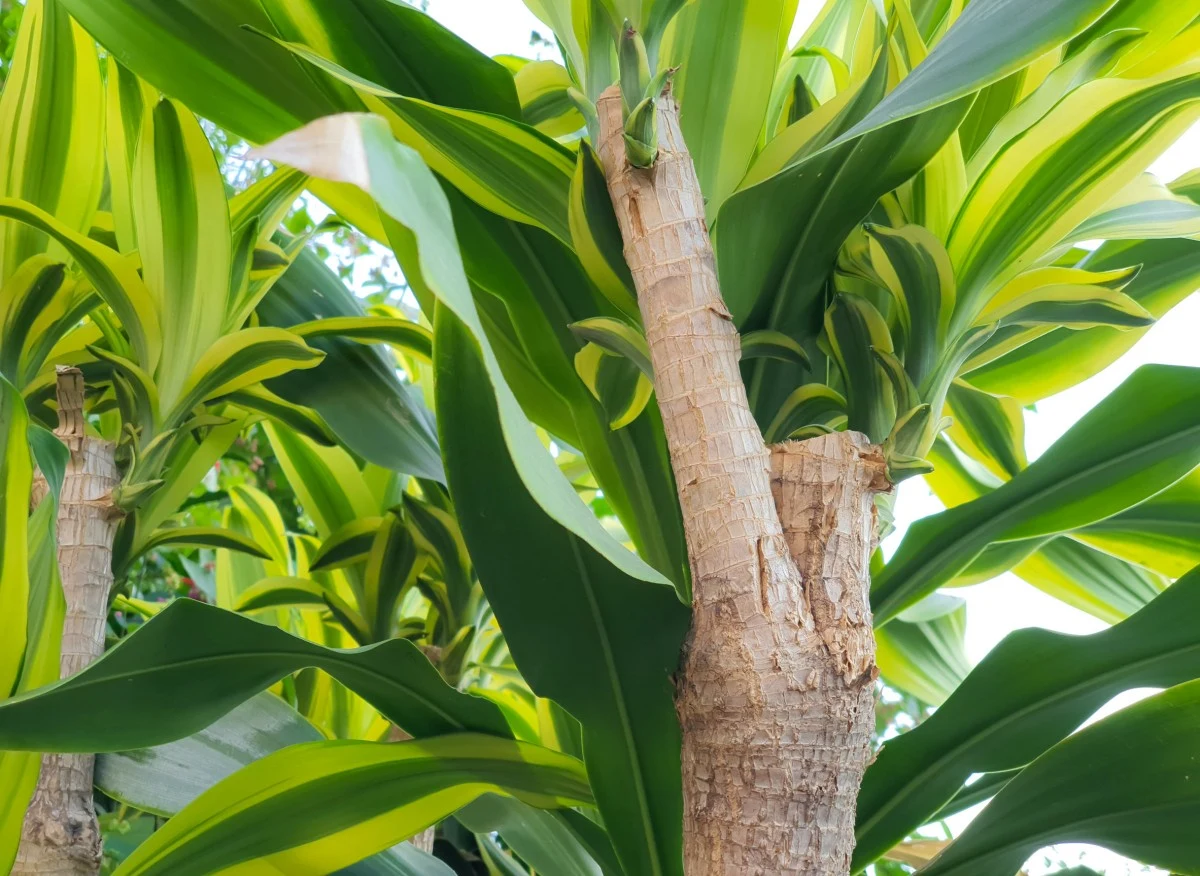 Dracena dereńska bywa nazywana palmą fałszywą