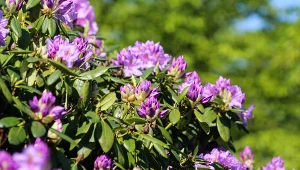 Do rodzaju rododendronów należy ponad 1000 różnych gatunków