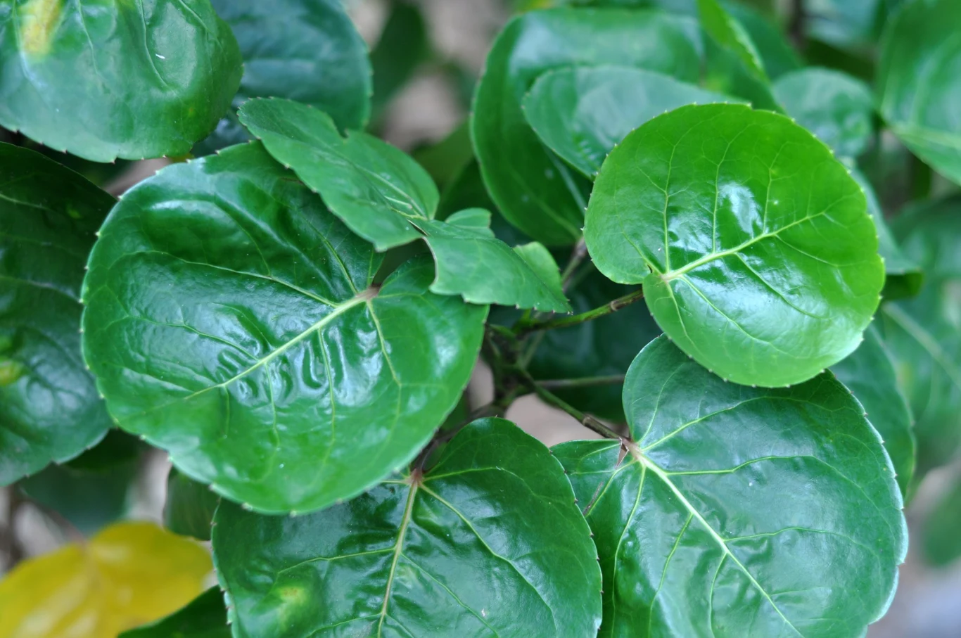 Polyscias do prawidłowego wzrostu wymaga stałego dostępu do światła