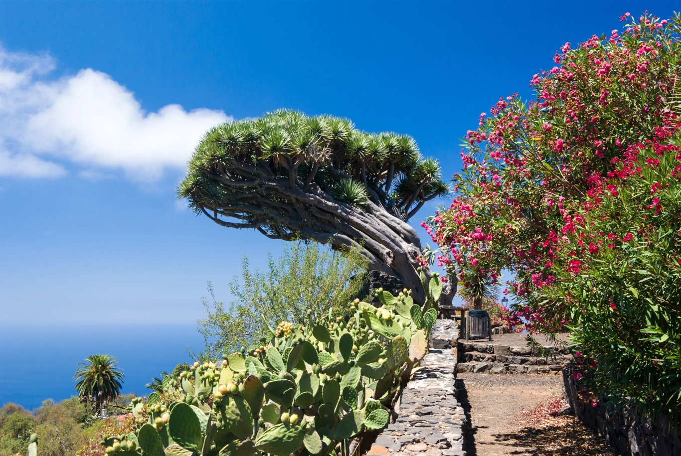 Smocze drzewo na La Palma, Wyspy Kanaryjskie