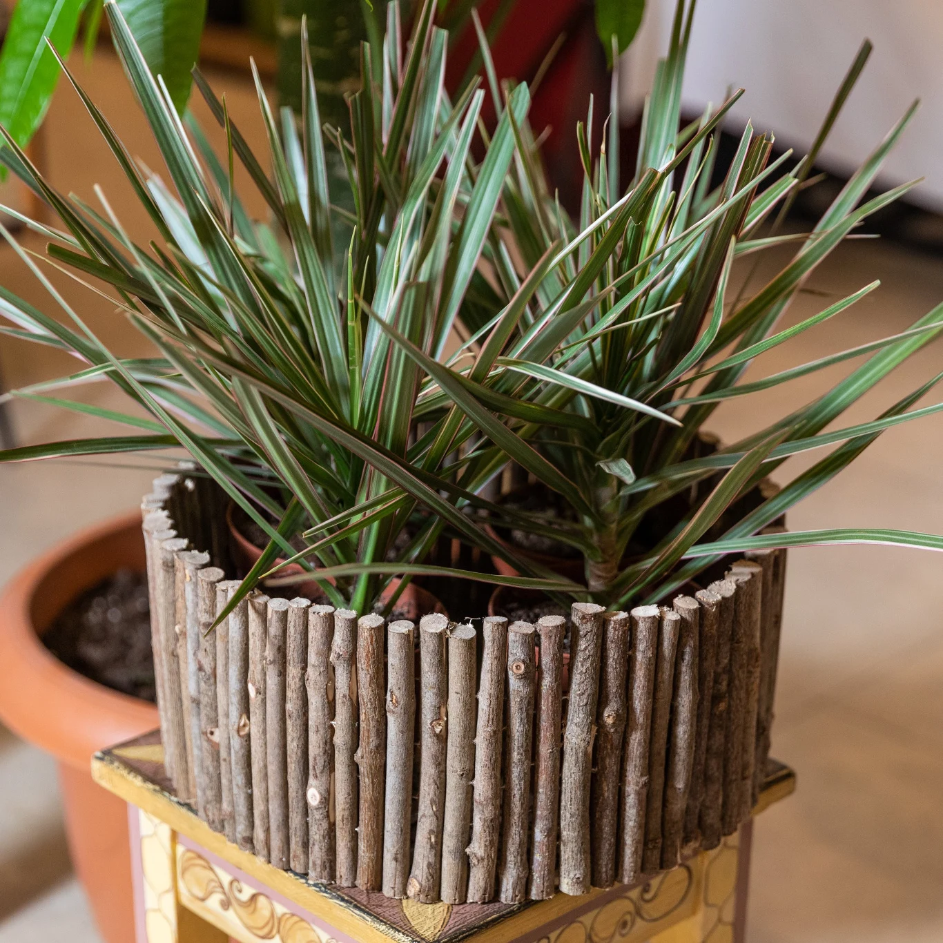 Smocze drzewo świetnie prezentuje się w każdym wnętrzu