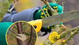Bez niej przycinanie drzewek i krzewów jest właściwie niemożliwe.