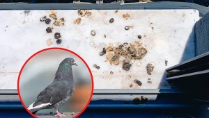 Jak usunąć odchody gołębi tak, aby nie zniszczyć parapetu? Możesz wykorzystać domowe sposoby!