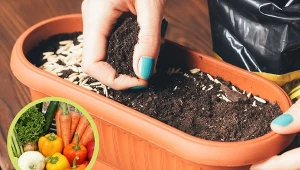 Wyjaśniamy, co siać w marcu