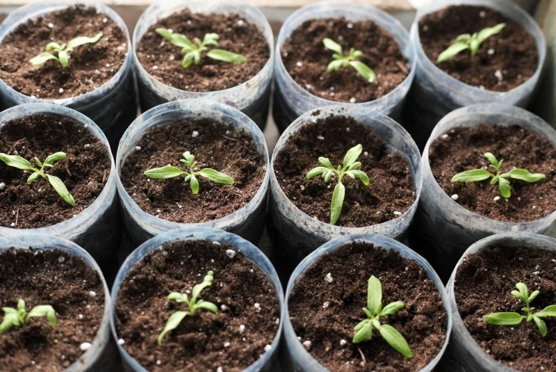 W marcu kontynuujemy produkcję rozsad