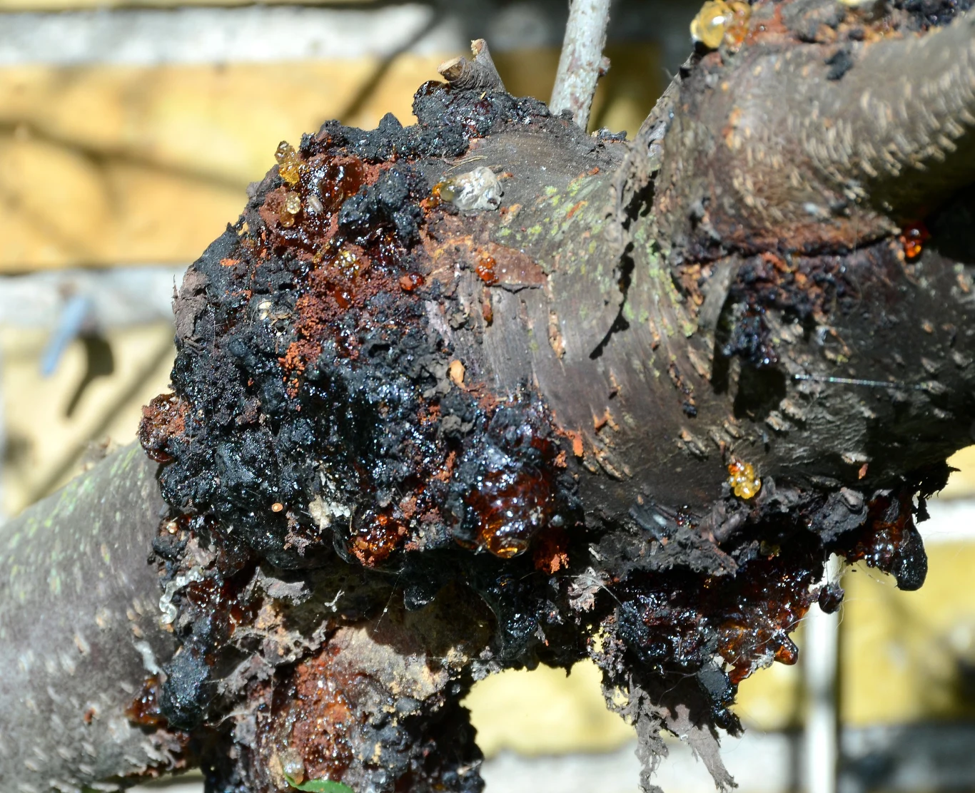 Drzewka zaatakowane przez Nectria galligena, nie mają szans na przeżycie