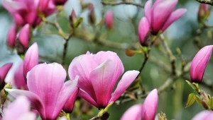 Magnolia zaczyna kwitnąć już w marcu.