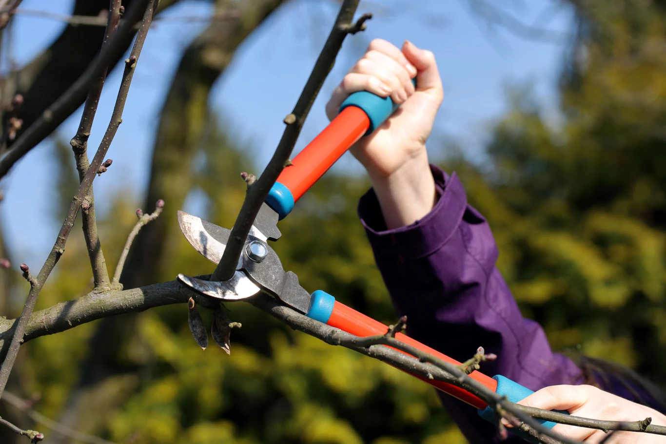 W marcu przycinamy wiele roślin ozdobnych