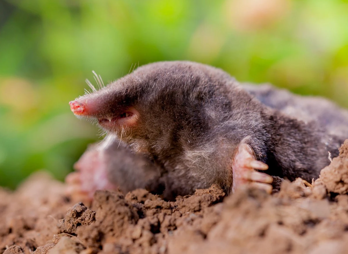 Krety podlegają częściowej ochronie