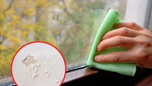 To wcale nie jest grzyb! Co to jest i dlaczego pojawia się na ścianie?