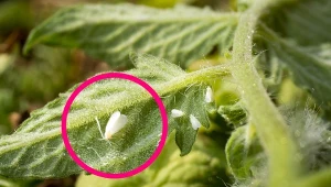 Białe muszki latające wokół roślin to mączlik szklarniowy