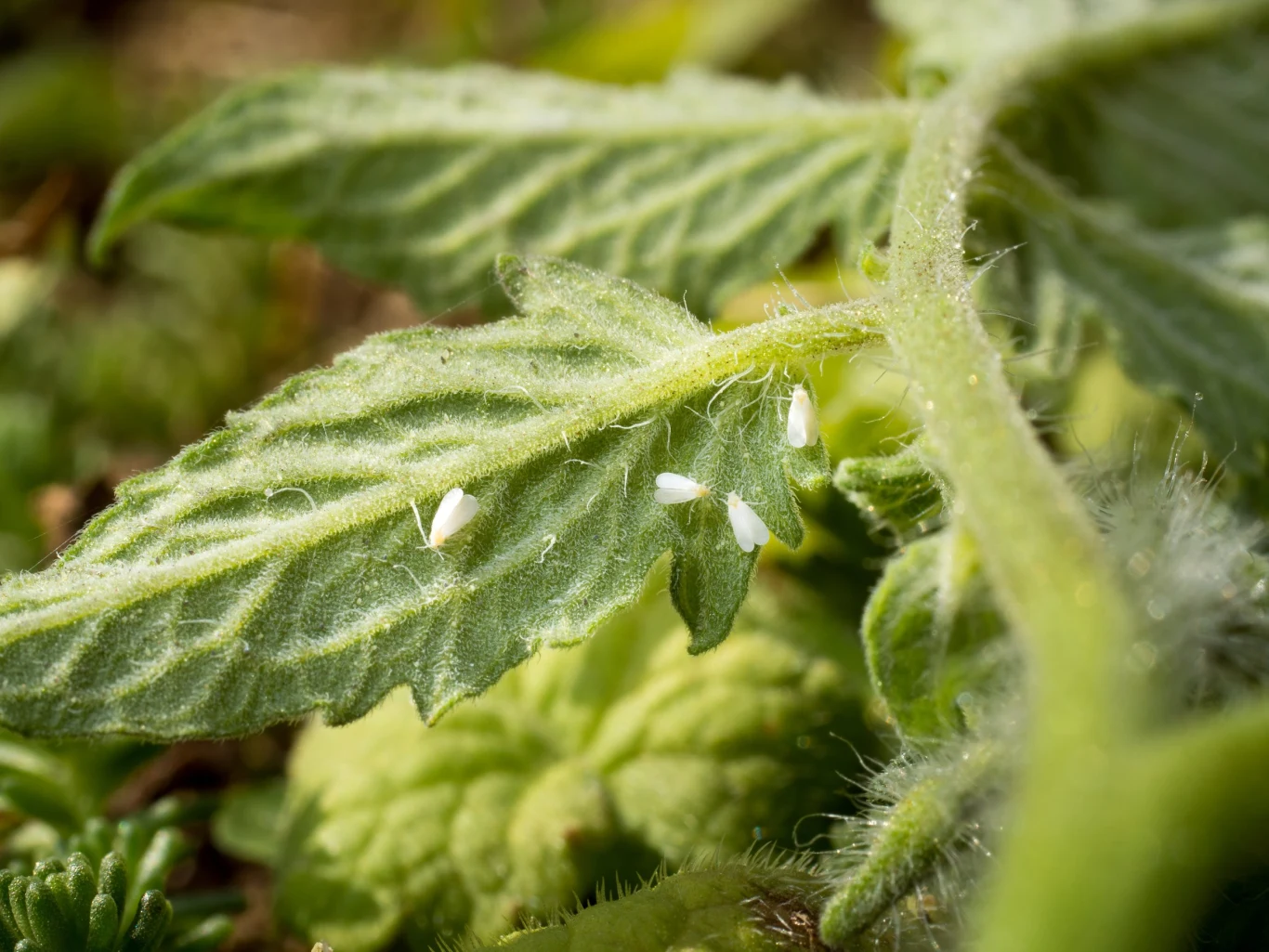 Po potrząśnięciu rośliną mączliki chmarą wzbijają się w powietrze