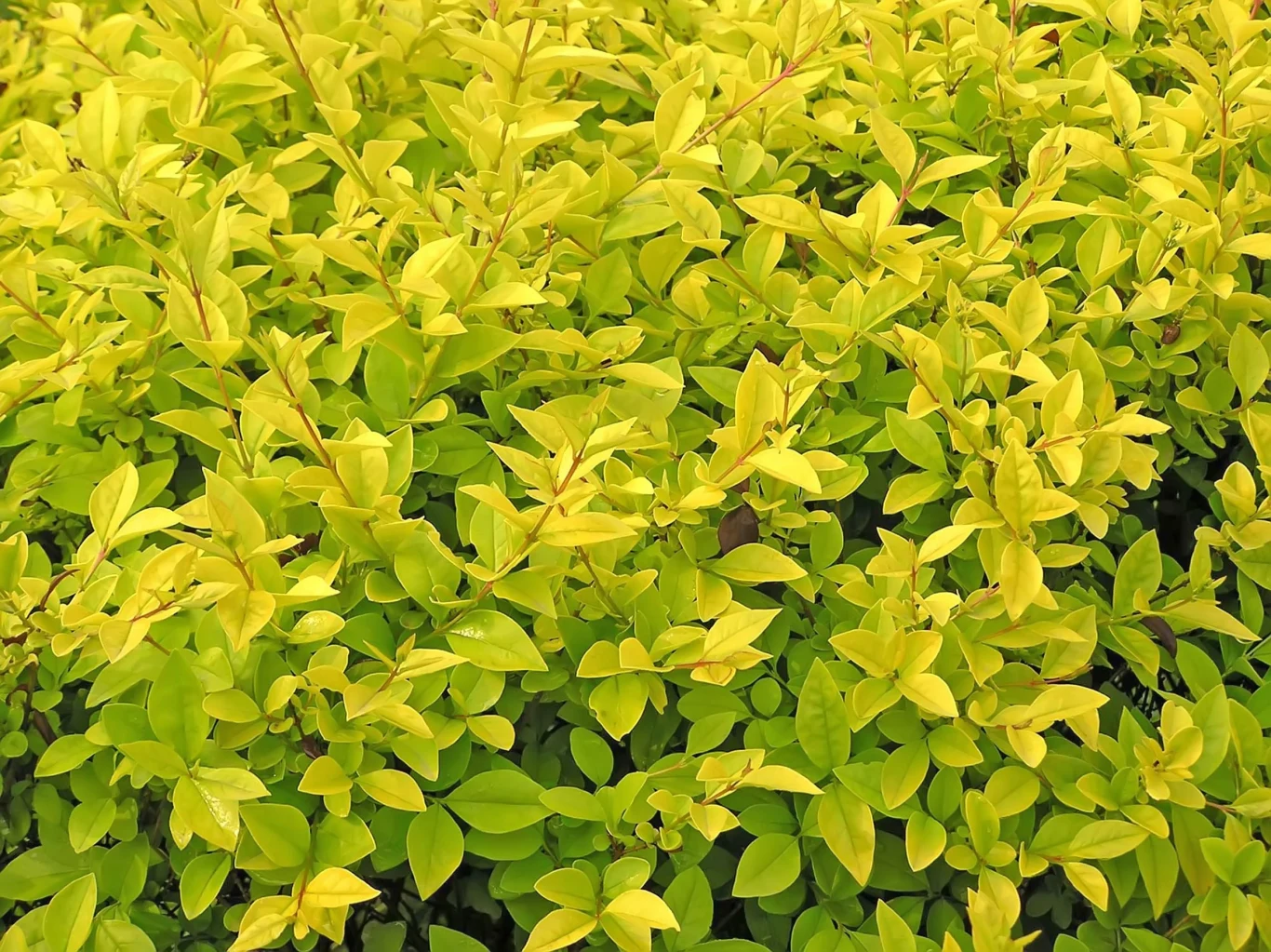 Ligustr występuje w wielu odmianach i wersjach kolorystycznych