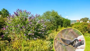 Zabieg cięcia budlei na wiosnę należy wykonywać co roku.