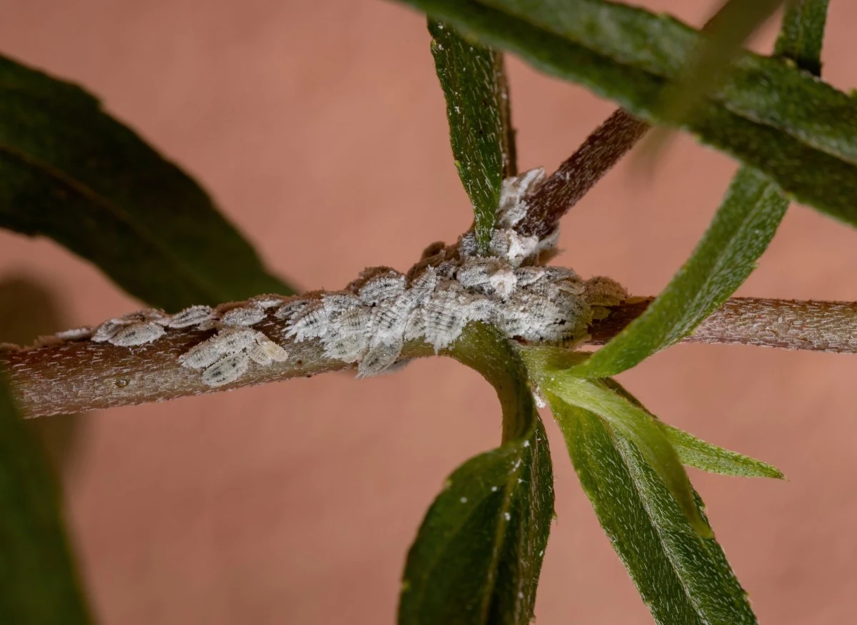 Obecność wełnowców to prawdziwy armagedon dla kwiatów